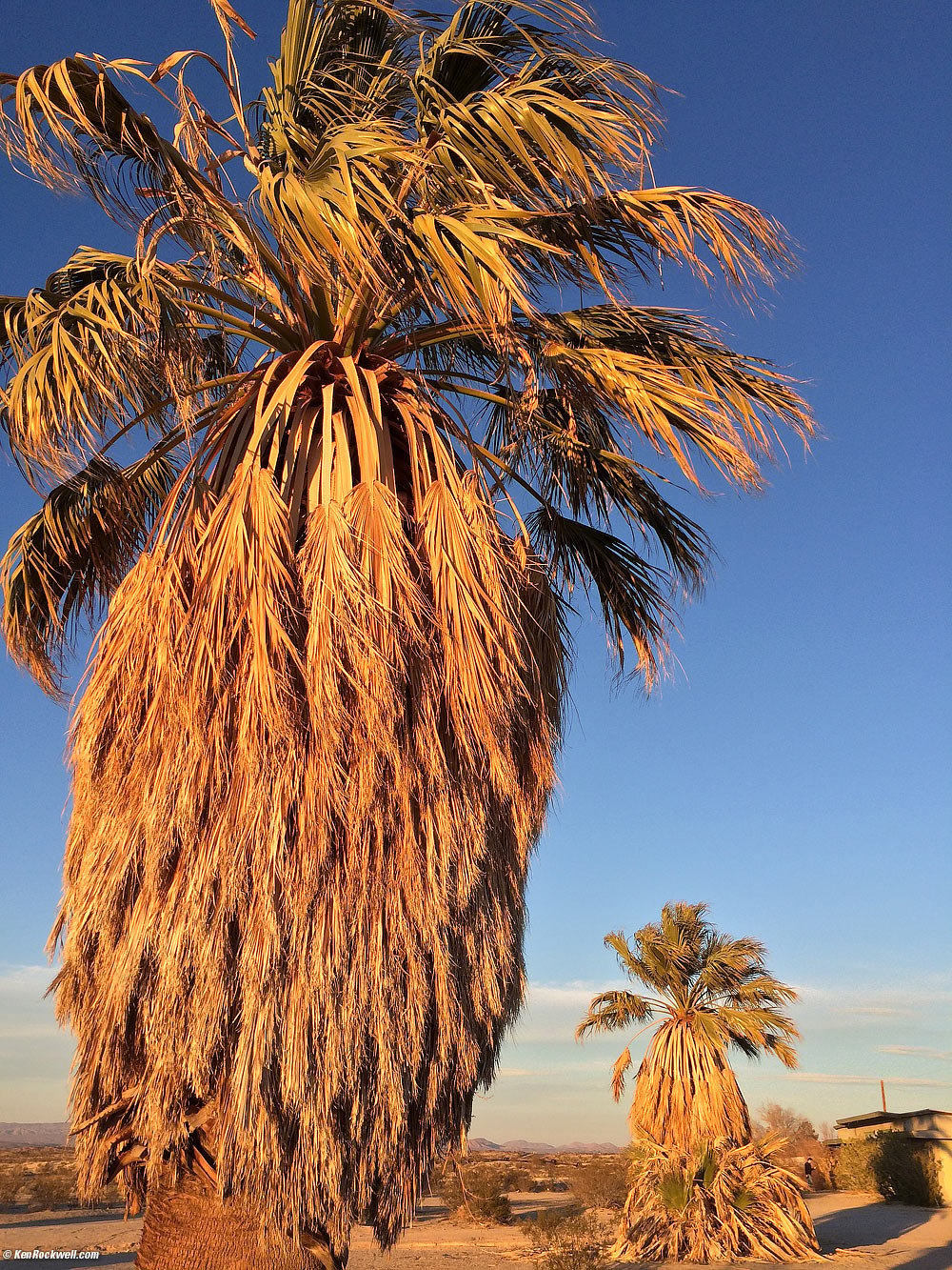 Palm trees in last light at Dunes Motel, Lenwood CA