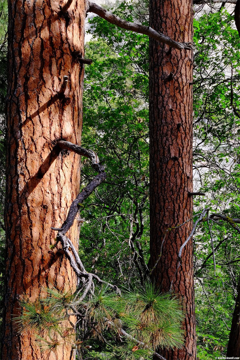 Ponderosa Pines at Yosemite Falls