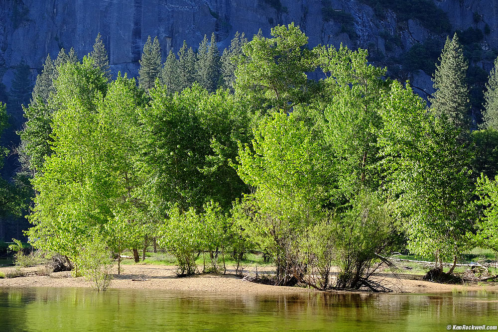 Trees across the Merced River, Yosemite Valley