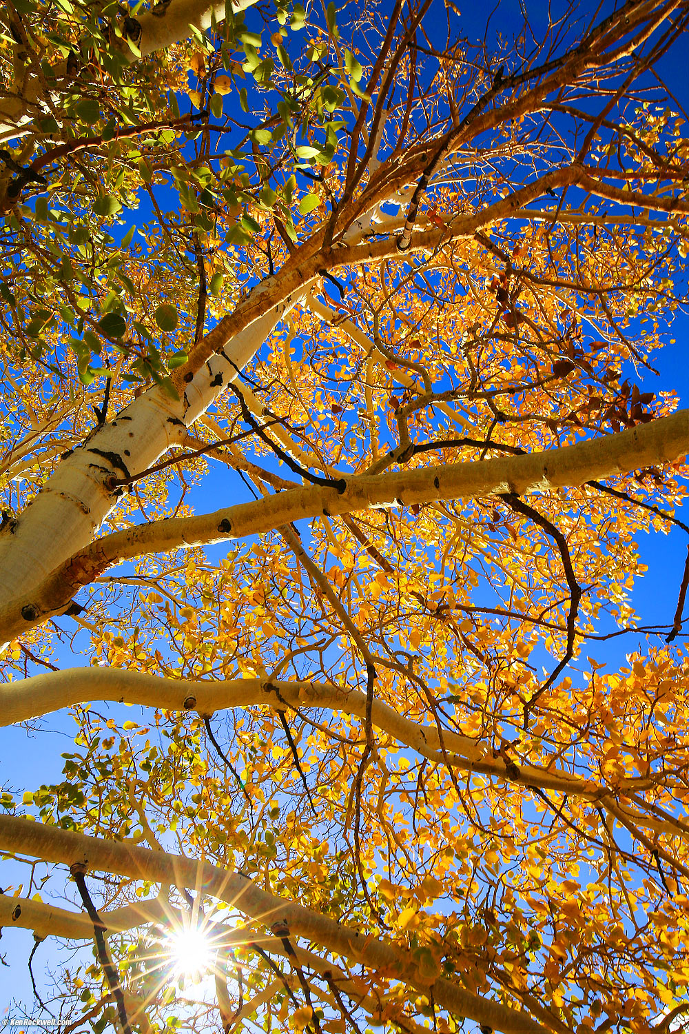 Sunstar in Aspens above Bridgeport