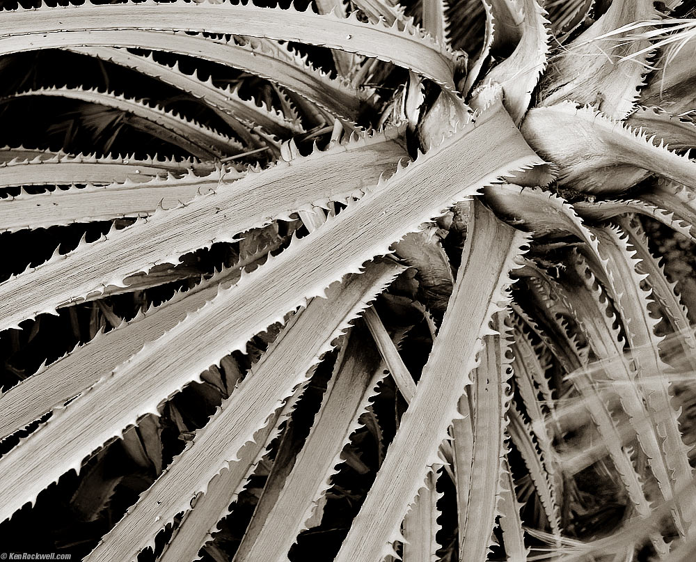 Tropical Plant in Black-and-White