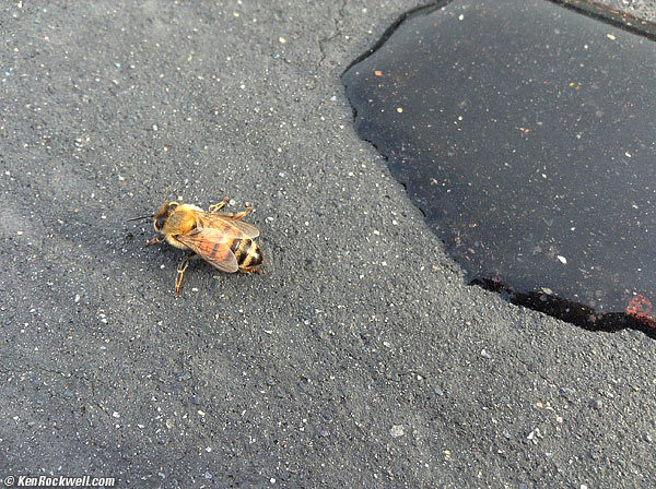 Bee, Legoland SeaLife parking lot, 04 Dec 2012