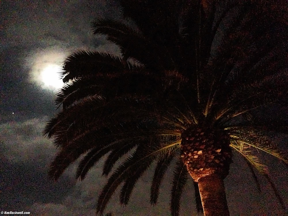 Palm by moonlight, 27 November 2012