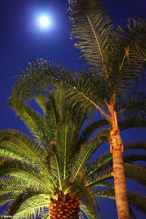 Palms under moonlight