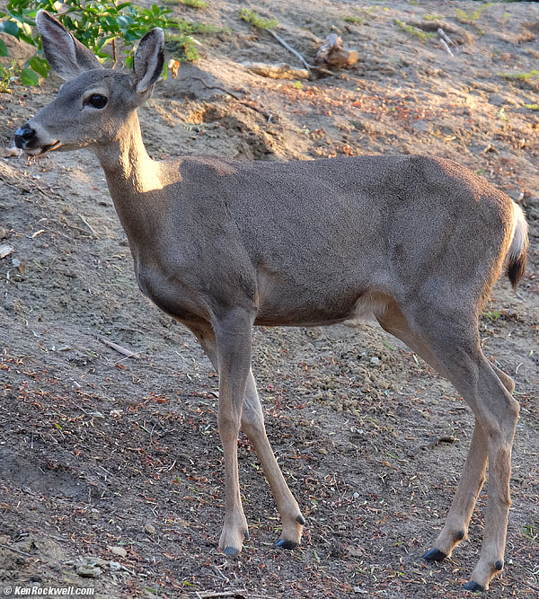 Deer, RP, 14 September 2014
