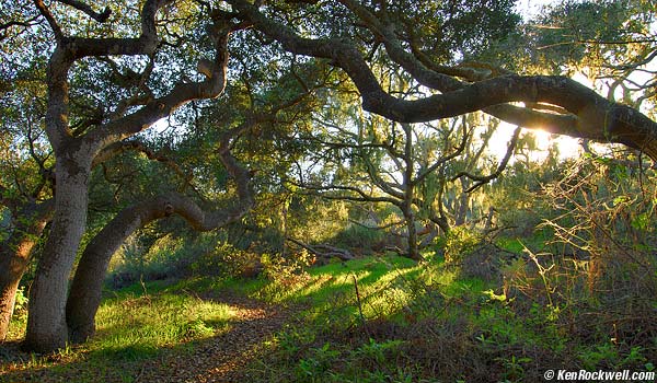 Los Osos Oak Preserve, California