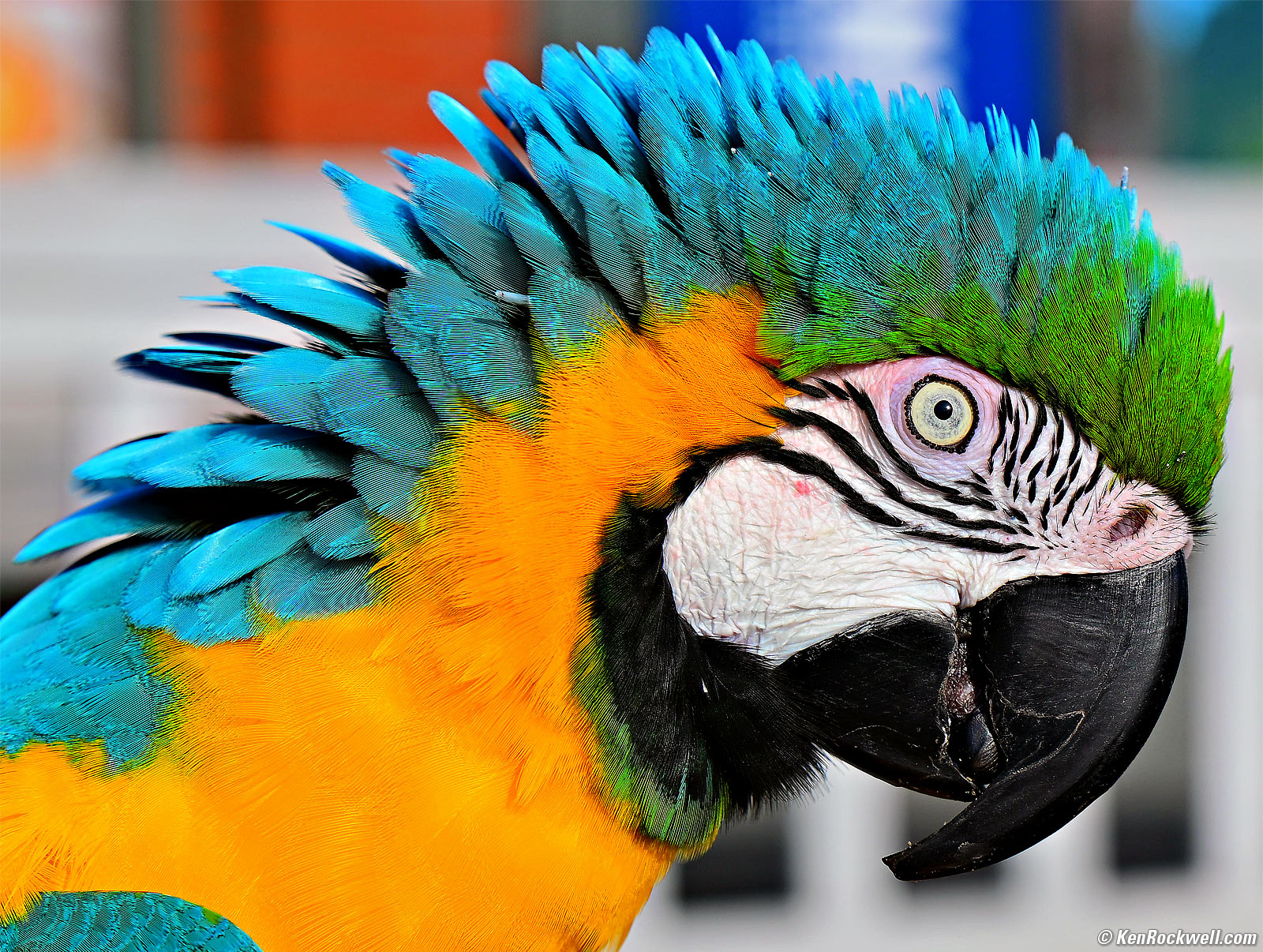 Tamron 17-70mm f/2.8 Sample Imade Files