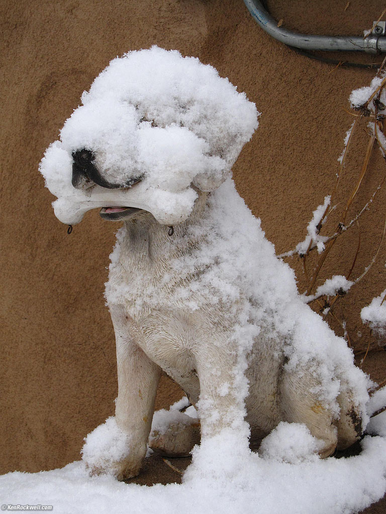 Frozen Dog, Taos, New Mexico.