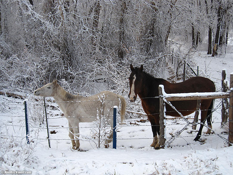 Frozen Horses, Taos, New Mexico.
