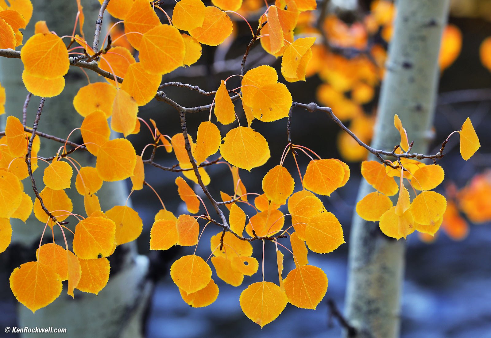 Yellow Aspen Leaves at Silver Lake