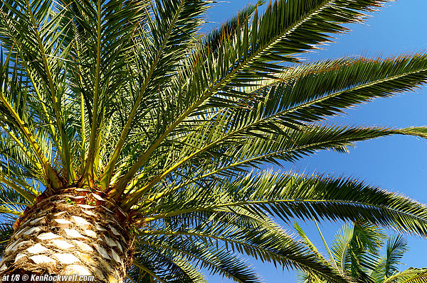 Palm Tree shot with Voigtlander 28mm f/2